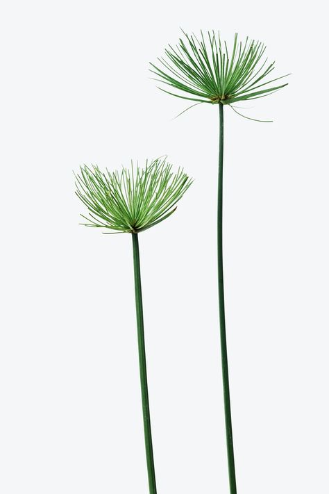 Papyrus plant on an off white background | premium image by rawpixel.com / Teddy Rawpixel Aesthetic Template Background, Papyrus Plant, Indian Wallpaper, Cyperus Papyrus, Tanaman Air, Dry Tree, Off White Background, Umbrella Tree, Tropical Background