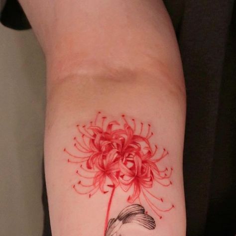 Spider Lilies, Flash Designs, Flash Design, August 26, Koi Fish, Tattoo On, Koi, Flash, Lily