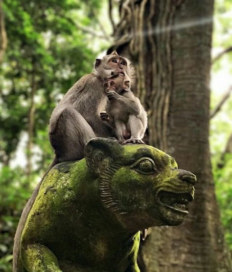 Ubud's Monkey Forest is a must see attraction while visiting Bali. More than being a tourists’ favorite, it's also a decadent spiritual place. Spread throughout 12.5 hectares of land, more than 700 monkeys and 186 species of trees reside in this forest, making your visit an unforgettable one. www.camakilabali.com #camakila #thecamakila #camakilabali #legian #bali Picture by: @lostgiirls Ubud Monkey Forest Bali, Sacred Monkey Forest Bali, Bali Monkey, Monkey Forest Bali, Ubud Monkey Forest, Legian Bali, Jungle Hike, Bali Bucket List, Monkey Drawing