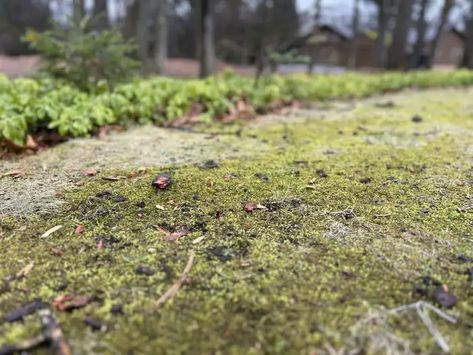 How to Grow Grass in a Shaded, Mossy Yard - Men's Journal | Home Living Handbook How To Grow Grass In Shade, Grow Grass In Shade, How To Grow Grass, Shade Tolerant Grass, Different Types Of Grass, Centipede Grass, Best Grass Seed, Zoysia Grass, Moss Removal