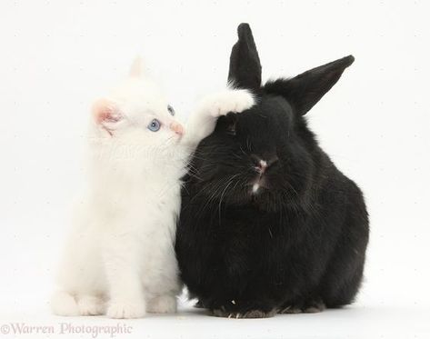 Black Rabbit Aesthetic, Black Bunny Aesthetic, Black And White Rabbit, Pet Bunny Rabbits, Rabbit Photos, Black Bunny, Black Rabbit, Pet Bunny