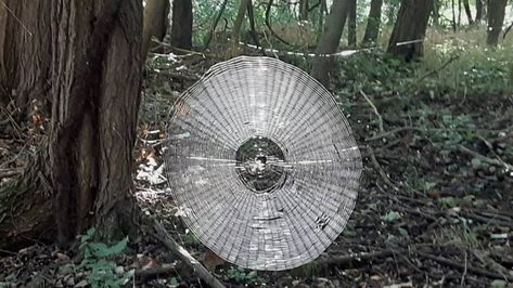 A large spider web by an orbweaver was captured in a photo from the Missouri Department of Conservation. Orb Weaver Spider, Images Terrifiantes, Huge Spiders, Orb Weaver, Crane Fly, Large Spiders, Giant Spider, Conceptual Artist, Two Trees