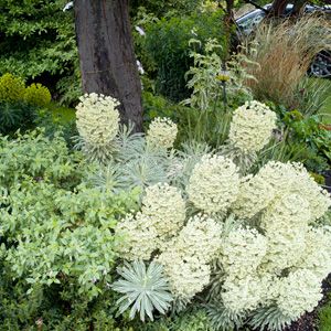 Euphorbia Tasmanian tiger Tasmanian Tiger, Outdoor Patio Space, Yard Design, Small Gardens, Outdoor Spaces, Yard, Australia, Patio, Plants