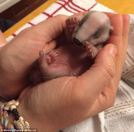 Orphaned badger cubs nursed back to health by animal lover | Daily Mail Online Badger Pictures, Baby Badger, Custard Creams, Jack Russell Dogs, Doing Better, The Secret World, Back To Life, Jack Russell, Custard