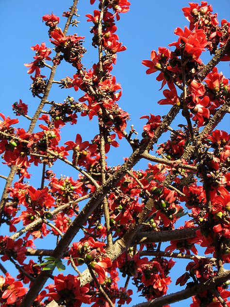 Shimul - Cotton tree - Bombax malabaricum Shimul Flower, Beautiful Bangladesh, Cotton Tree, Beautiful Flower, Trees To Plant, Beautiful Nature, Beautiful Flowers, Plants, Flowers