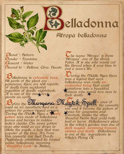 Witch Language, Belladonna Tattoo, Herb Witchcraft, Poison Path, Baneful Herbs, Green Witch Grimoire, Baneful Magick, Poisonous Garden, Belladonna Flower