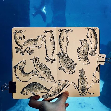 #slowcamera live: harbor seals and their acrobatics. Thanks for the photo assistance @morelefter! I’ll be here for about 2 more hours, join me on twitch to see my progress: twitch.tv/missdaisydee . . . #livedrawing #sketchbook #twitch #seal #animal #oregonzoo #zoo #urbansketch #moleskine #sketchbook #sealife Harbor Seal Drawing, Harbor Seal Tattoo, Lighthouse Nursery, Seal Sketch, Seal Drawing, Seal Animal, Seal Tattoo, Sea Creatures Art, Drawing Help