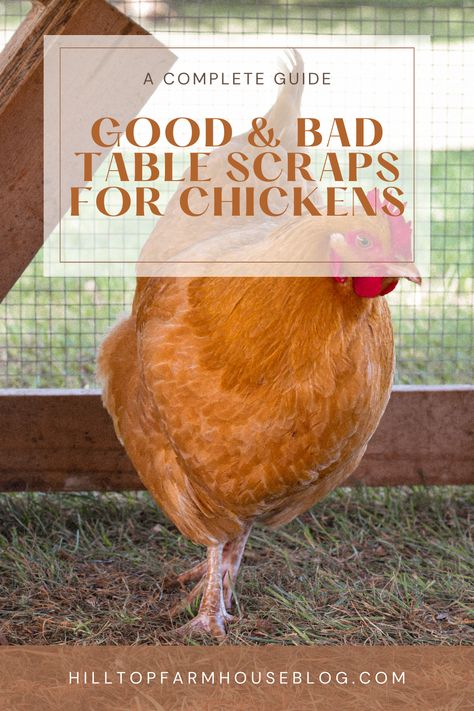 Chicken Scraps List, Scraps For Chickens, Chicken Care, Natural Insecticide, Vegetable Scraps, Chicken Farming, Raw Potato, Chicken Eating, Raising Backyard Chickens