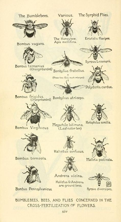 Visual directory of bees from old encyclopedia: Art History Tattoo, Old Encyclopedias, History Tattoos, Petit Tattoo, Bee Tattoo, Bee Art, Scientific Illustration, Bees Knees, Save The Bees