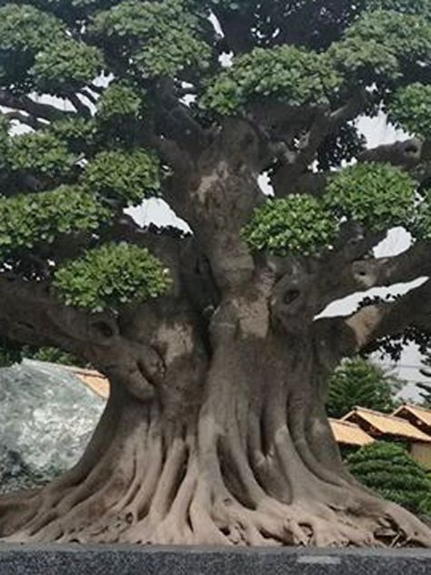 Big Bonsai Tree, Large Bonsai Tree, Bonsai Forest, Weird Trees, Japanese Garden Design, Giant Tree, Large Tree, Bonsai Art, Old Trees