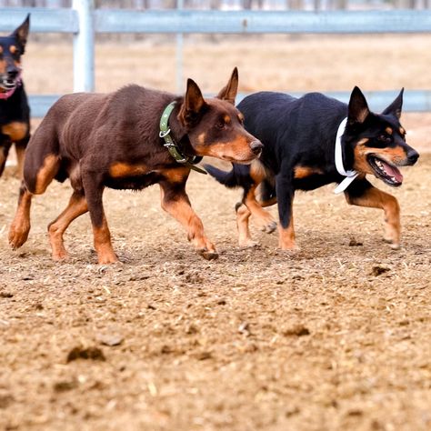 Working in sync 👯‍♀️😎 Clothiers Moss and Sherwood Winky #workingkelpie #kelpie #australianworkingkelpie #workingdogs Working Dog, Group 1, In Sync, Working Dogs, Best Friends, Dogs, Quick Saves