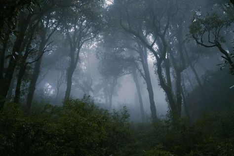 A misty morning in the heart of an ancient forest, where the dense fog weaves through the towering trees, creating an eerie yet enchanting atmosphere❤️ Shot on #createwithsony #sonyalpha . . . . . . . . . . . . #spreadsmilesthroughthepictures #tezza #aesthetic #wallpaper #qoutes #shotonphone #chalochamba #chamba #himachal #photographers_of_india #streetphotographyindia #soi #sodelhi #streetphotography #streetphotographyinternational #spicollective #spreadkhushiya #createwithsony #spi_tra... Dense Fog, Misty Morning, Ancient Forest, Aesthetic Wallpaper, In The Heart, Street Photography, Instagram A, Weaving, Trees