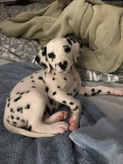 Golden Dalmatian, Baby Bulldog, Cutee Animals, Really Cute Puppies, Fluffy Cows, Dalmatian Puppy, Dalmatian Dog, Cute Dog Photos