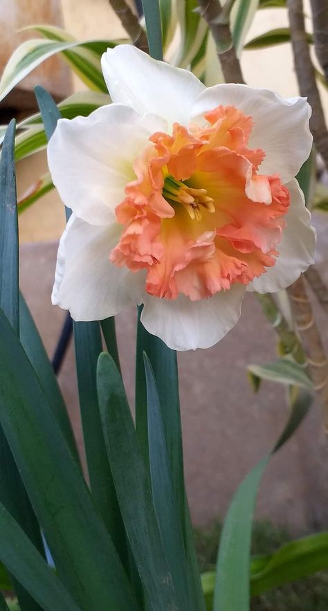 Daffodil Narcissus "Pink Charm" Pink Narcissus, Pink Daffodils, Daffodil Narcissus, Garden On A Hill, Pink Charm, Daffodil Flower, Daffodils, Something To Do, Raspberry