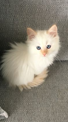 Fluffy Calico Kitten, Flame Point Ragdoll Kitten, Diluted Calico Kitten, Cream Point Ragdoll, Flame Point Kitten, Flamepoint Ragdoll Cat, Calico Ragdoll Cat, Flame Point Cats, Cinnamon Ragdoll Cat