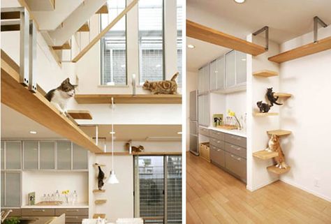 I never would have thought to integrate cat climbing spaces in home decor- some of these remind me of modern art,in a way.                                          Source : Cat Furniture - Cat Climbing Structures - Country Living Cat Shelves, Cat Climbing, Cat Room, House Built, Cat Wall, Cat Friendly, Cat Furniture, Cat House, Crazy Cats