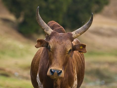 Zebu Cow, Mini Cows, Small Farm, Creature Design, Madagascar, Farm Animals, Bing Images, Horn, Stock Vector