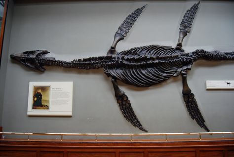 The first plesiosaur fossil found by Mary Anning in 1821 in Lyme Regis, Dorset Natural History Museum London, Lyme Regis, Paleo Art, Natural History Museum, Read A Book, Dinosaur Fossils, Prehistoric Creatures, Life Form, Minerals And Gemstones