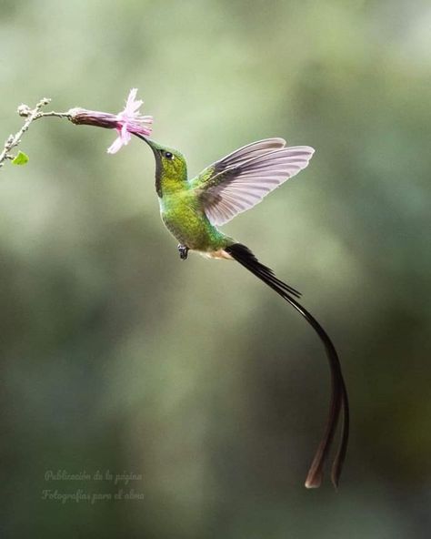 Hummingbirds Photography, Hummingbird Pictures, Birds Nature, Hummingbird Tattoo, Most Beautiful Birds, Exotic Bird, Pretty Animals, Watercolor Art Lessons, Tropical Birds