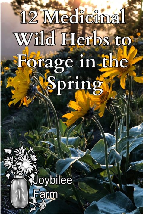 Wild Herbs Medicine, Herb Foraging, Spring Herbs, Wild Recipes, Medicinal Weeds, Medicinal Wild Plants, Medicine Garden, Wild Foraging, Diy Medicine