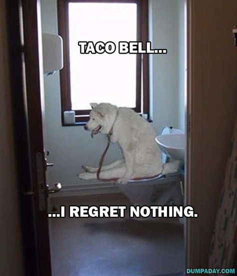 LOL pics of Animals of the hour (10:16:53 AM PDT Saturday, March 21, 2015) – 10 pics I Regret Nothing, I Regret, Love My Dog, Taco Bell, Dog Memes, Funny Animal Pictures, 귀여운 동물, Mans Best Friend, Animal Memes