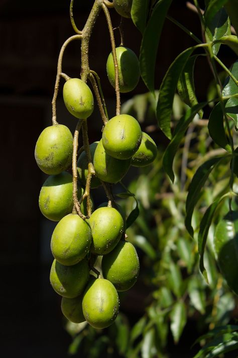 June Plum, Good Sources Of Iron, Sources Of Iron, Green Skin, Plum Tree, Sour Taste, Reduce Cholesterol, High Blood Sugar, Tropical Climate