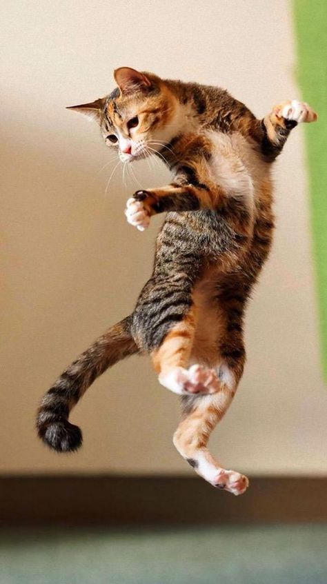 Cat Makes Amazing Jump [VIDEO Cat Jumping, Jumping Cat, Cat Anatomy, Image Chat, Dancing Cat, Cat Pose, Cat Photography, Cat Aesthetic, Cute Kittens