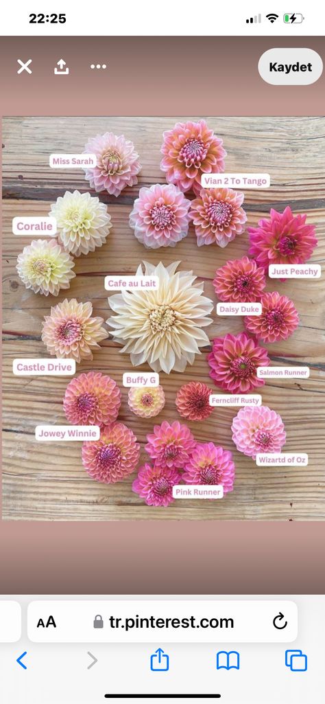 Dahlia Flower Garden, Dahlia Varieties, Dahlia Garden, Flower Season, Cut Flower Farm, Dahlias Garden, Flower Farmer, Cut Flower Garden, Pink Garden