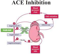 Think back, if you can, to when it was cooler, at the end of April when a meta-analysis was published in the European Heart Journal  sugg... Ace Inhibitors Nursing Pharmacology, Ace Inhibitors Nursing, Ace Inhibitors, Medications Nursing, Medical Terminology Study, Cardiology Nursing, Nursing Fun, Nursing Life, Heart Journal