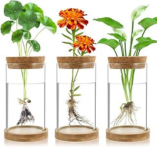 Plants In Glass Jars, Plant Saucer, Plant Tray, Plant Terrarium, Clear Ornaments, Hydroponic Plants, Planting Design, Glass Planter, Lucky Bamboo