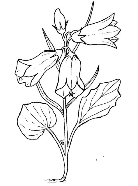 campanula Dolphin Clipart, Dolphin Coloring Pages, Redwork Embroidery, Clipart Black And White, Flower Doodles, Printable Crafts, Free Printable Coloring, Free Printable Coloring Pages, Black And White Pictures