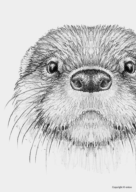 Otter Pencil Drawing, Otter Painting Easy, Pen Animal Drawings, Otter Drawing Sketches, Animal Faces Drawing, Cute Baby Animals Drawings, Otter Drawing Simple, Otters Drawing, Cute Otters Drawing