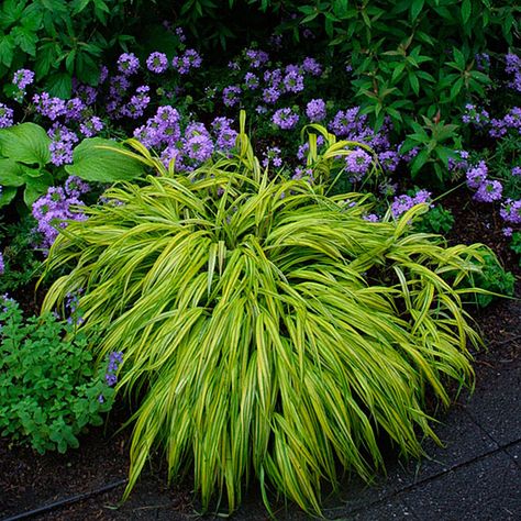 Japanese forestgrass (Hakonechloa macra) is a wonderful grass for shady areas. It offers a lovely waterfall-like habit and variegated varieties have bight gold, yellow, or white in the foliage. In fall, the leaves usually pick up beautiful reddish tones. It grows best in Zones 5-9 and grows a foot tall. Grass For Shady Areas, Ornamental Grasses For Shade, Shade Plants Container, Shade Grass, Japanese Forest, Longwood Gardens, Grasses Garden, Fine Gardening, Woodland Garden