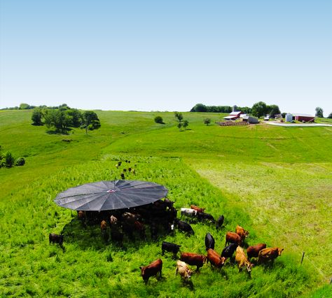 Rotational Grazing, Livestock Shelter, Portable Shade, Shading Device, Farm Stuff, Dairy Goats, Beef Cattle, Shade Canopy, Electric Fence