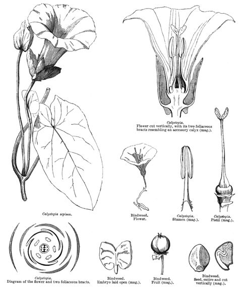 Morning glory anatomy: flower Auguries Of Innocence, Flower Anatomy, Blue Morning Glory, Morning Glory Flowers, Grain Of Sand, Floral Photography, Palm Of Your Hand, Morning Glory, Flowers Photography