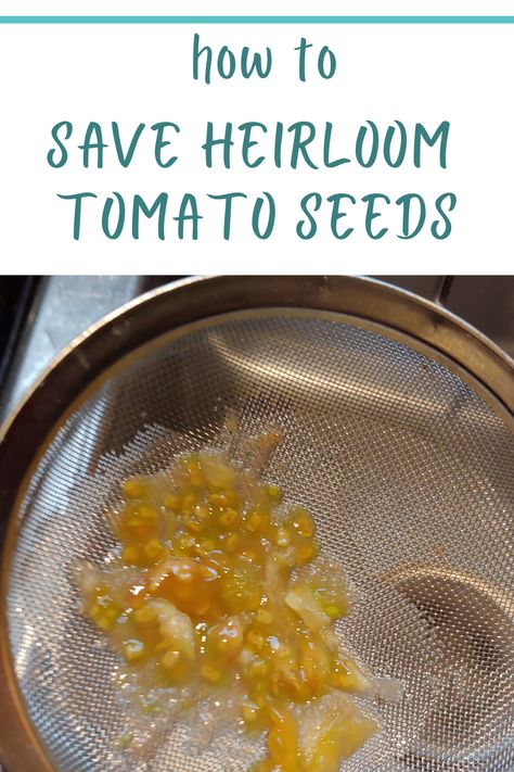 Saving heirloom tomato seeds for planting next year. Saving Tomato Seeds For Next Year, Saving Tomato Seeds, Heirloom Tomato Seeds, Heirloom Tomato, Seed Saving, Tomato Seeds, Ripe Tomatoes, Heirloom Tomatoes, Heirloom Seeds