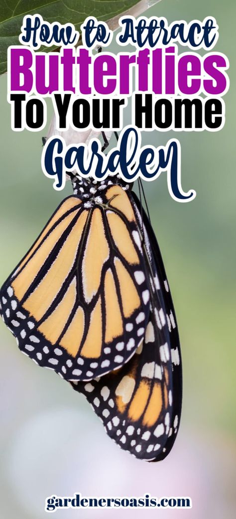 Butterfly Garden Plants, Butterfly Houses, Vegetable Garden For Beginners, Butterfly Plants, Butterfly Species, Sun Plants, Attract Butterflies, Easy Garden, Perfect Garden