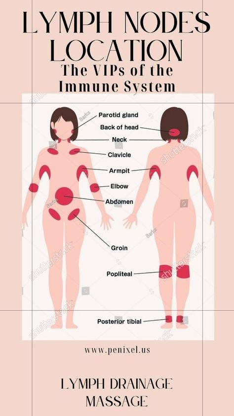 The lymphatic system, an often-overlooked component of the body’s defense mechanisms, plays a vital role in maintaining overall health. While most people are familiar with the circulatory system that moves blood throughout the body, the lymphatic system is equally important. It functions as a drainage network, clearing out toxins, waste, and other unwanted materials. This complex network of vessels and nodes is crucial for maintaining a drama-free body, as it helps manage fluid levels, supports the immune system, and facilitates detoxification.
lymph drainage massage,lymph drainage,lymph massage,how to drain lymph nodes,lymph fluid. How To Do Lymph Drainage, Lymphodemia Diet, Drain Lymph System, Lymph Nodes Massage, Drain Lymph Nodes In Neck, How To Drain Lymph Nodes, Lymph Nodes Location, Draining Lymph Nodes, Drain Lymph Nodes