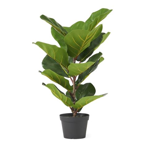 Fig Leaf Tree, Fiddle Tree, Tree In Pot, Fig Plant, Artificial Plants And Trees, Living Room Plants, Ficus Lyrata, Fiddle Leaf Fig Tree, Ficus Tree