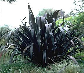 Phormium 'Wildwood' - Berkeley Purple Flax Black Plants, Dark Garden, Plant Store, Goth Garden, Buy Plants Online, Gothic Garden, Black Garden, Plant Images, Moon Garden