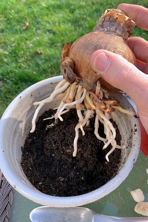 This gardener sprouted roots on an amaryllis bulb by setting it on pebbles in a tray partially filled with water, just below but not touching the bulb's base. After roots developed, it's now being transplanted into soil in a decorative container where it will bloom for the holidays. Copyright ©2022 by Dolezal & Associates. All Rights Reserved. grownbyyou.com Bulbs In Containers, Winter Displays, Forcing Bulbs, Building Raised Beds, Rooting Hormone, Indoor Gardening, Garden Stuff, Planting Bulbs, Flower Plant