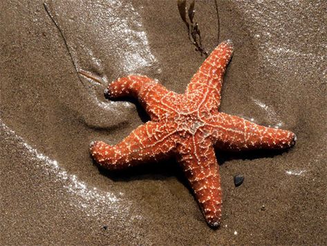 It includes several of the best-known species of sea stars, including the (Atlantic) common starfish, Asterias rubens, and the northern Pacific seastar, Asterias amurensis. Description from lookfordiagnosis.com. I searched for this on bing.com/images Starfish Images, Starfish Quotes, Starfish Pictures, Starfish Photo, Asexual Reproduction, Summer Beach Quotes, Sea Starfish, Marine Creatures, Shells And Sand