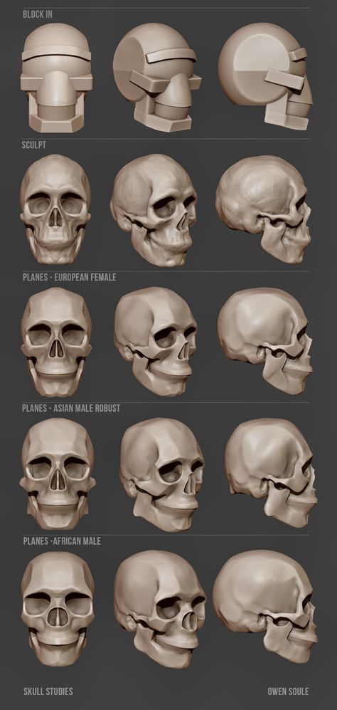 Soule Designs - Skull studies Skulls Drawing Reference, 3d Skull Art, How To Sculpt A Skull, Skull Sculpture Art, Skull Turnaround, Skull Reference Anatomy, Skull Art Reference, Skull Reference Drawing, Bones Reference