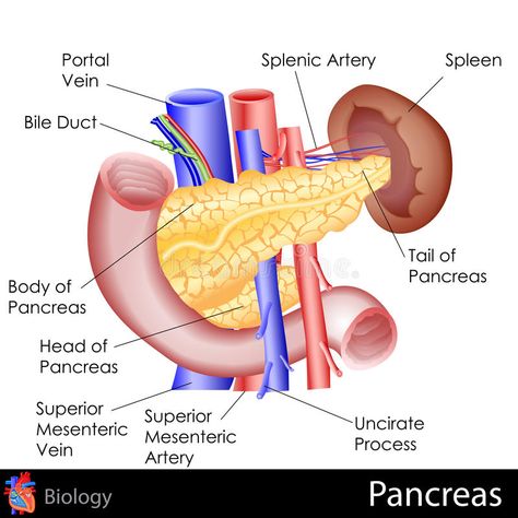 Pancreas. Easy to edit illustration of human Pancreas diagram , #AD, #edit, #Easy, #Pancreas, #diagram, #human #ad Pancreas Diagram, Pancreas Symptoms, Human Anatomy Picture, Throbbing Headache, Islamic Facts, Body Chart, Body Diagram, Bile Duct, Human Body Anatomy