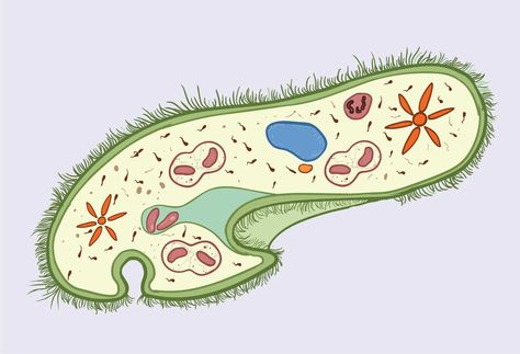 The Structure of Paramecium Cell - Rs' Science Paramecium Biology, Biochemistry Notes, Cell Diagram, Microscopic Organisms, Eukaryotic Cell, Cell Division, Electron Microscope, Pond Life, Gene Expression