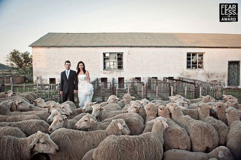 Karoo Wedding, Africa Trip, International Photography Awards, Smell Of Rain, South African Weddings, Photography Awards, Black Sheep, African Wedding, Farm Yard