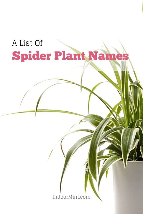 Looking for scientific and funny Spider plant names? Here's a guide where you will find the top names for this beautiful indoor plant. Different Spiders, Funny Spider, Plant Care Guide, Spiders Funny, Plant Names, Spider Plant, Scientific Name, Funny Names, Spider Plants