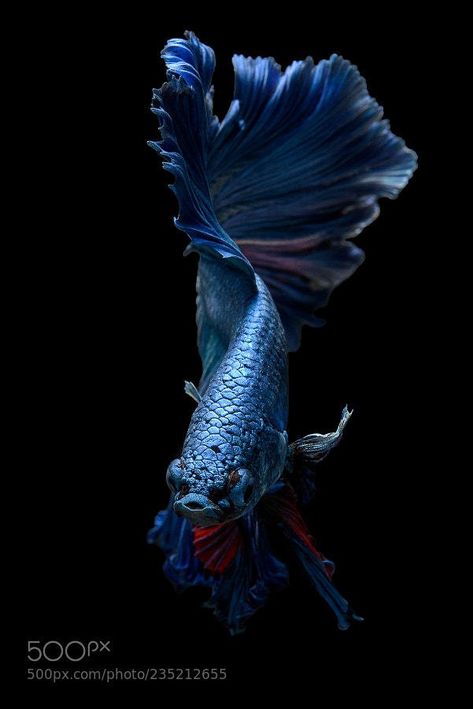 Beautiful Fishes, Fish Types, Oscar Fish, Fish Tank Themes, Koi Betta, Betta Fish Types, Cr7 Wallpapers, Tropical Freshwater Fish, Drawn Fish