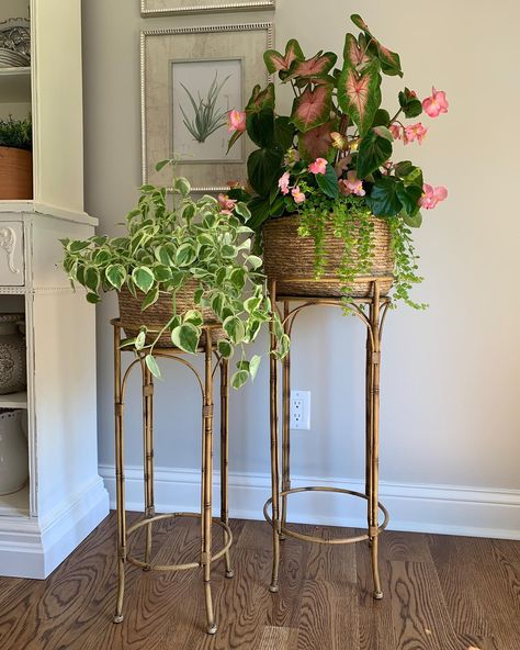 Elegant Plant Stand, Antique Plant Stand Indoor, Plant Stand Styling, Plant Stand Dining Room, Plant Pedestal Indoor, Plant Dining Table, Aesthetic Front Door, Plant Stands Diy, Antique Plant Stand