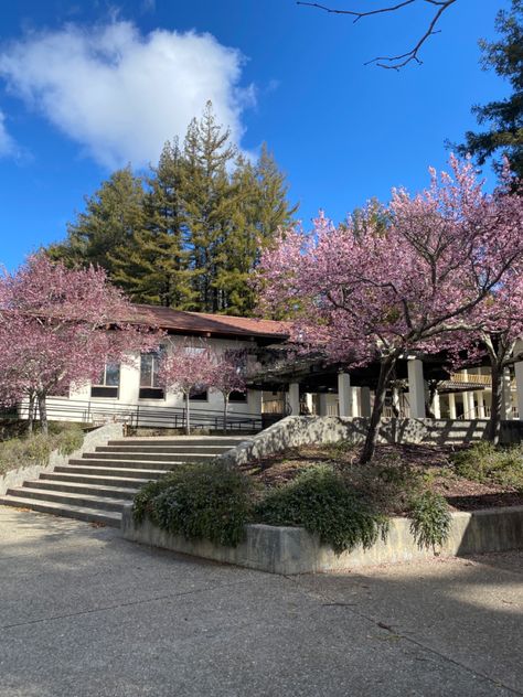 Ucsc Santa Cruz Aesthetic, Ucsc Campus Aesthetic, Uc Santa Cruz Aesthetic, Ucsc Aesthetic, Ucsc Campus, Santa Cruz Aesthetic, Romanticizing College, University Of California Santa Cruz, College Collage